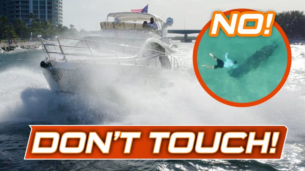 dont-touch-the-manatees